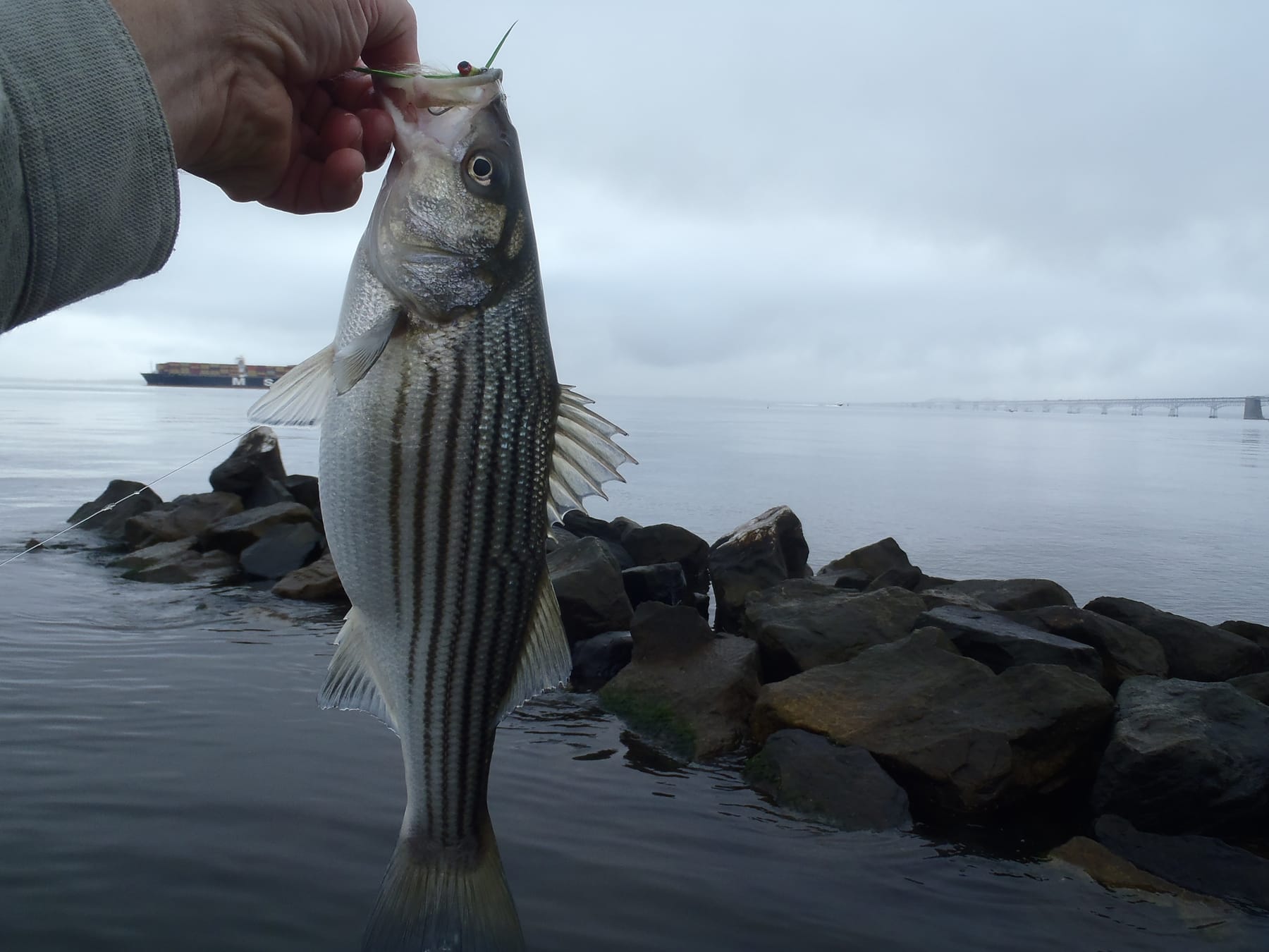 Fall Striper Fishing at Sandy Point State Park – Potomac Valley Fly Fishers